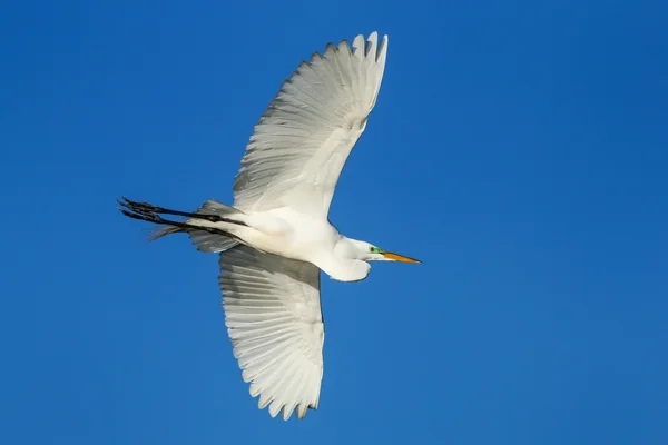 Grote zilverreiger (ardea alba) tijdens de vlucht — Stockfoto