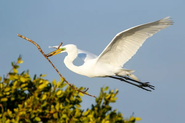 Grote zilverreiger (ardea alba) tijdens de vlucht — Stockfoto