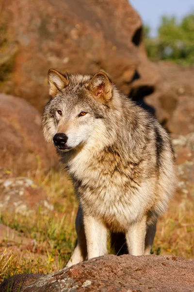 Serigala abu-abu (Canis lupus) — Stok Foto