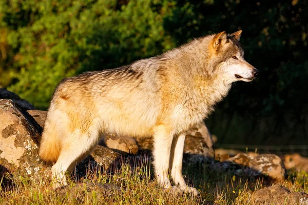 Lobo gris (Canis lupus) — Foto de Stock