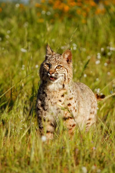 Bobcat στέκεται σε ένα χορτάρι με λουλούδια — Φωτογραφία Αρχείου