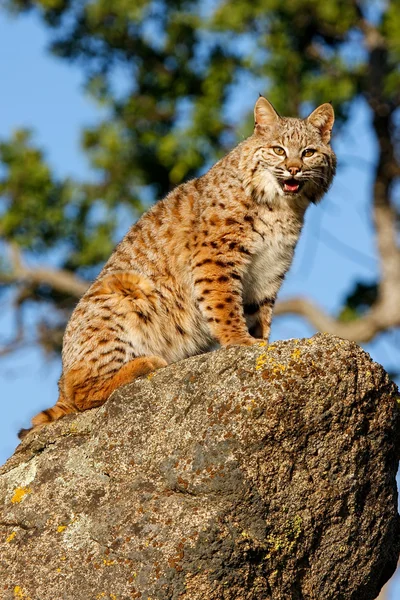 Bobcat κάθεται σε έναν βράχο — Φωτογραφία Αρχείου