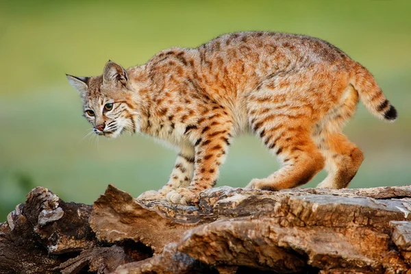 Bobcat de pie sobre un tronco — Foto de Stock