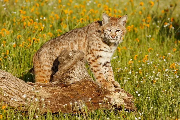 Bobcat de pie sobre un tronco — Foto de Stock