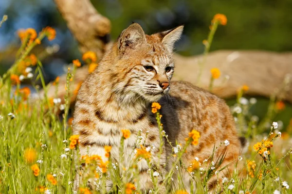 Bobcat stojící v trávě s květinami — Stock fotografie