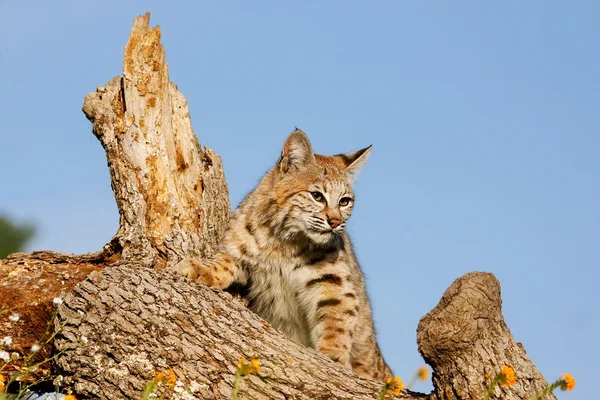 Bobcat de pie sobre un tronco — Foto de Stock