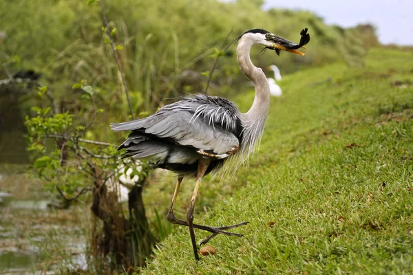 Great blue heron with a catch — Stock Photo, Image