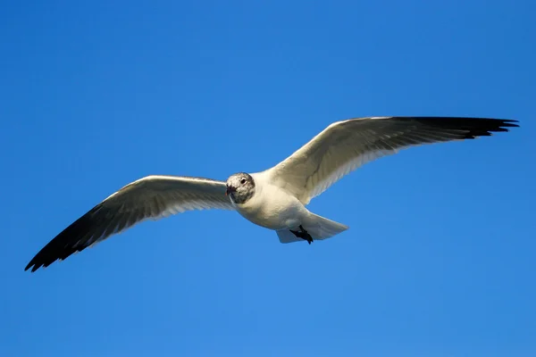 Franklin 's Gull under flygning — Stockfoto