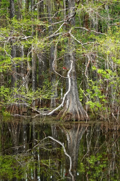 Лысые кипарисы растут в болотистой местности Флориды — стоковое фото