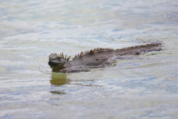 Iguana Marina nadando cerca de la isla Sombrero Chino, Nación Galápagos — Foto de Stock