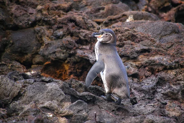 Pingüino de Galápagos de pie sobre rocas, Isla Bartolomé, Galápagos — Foto de Stock