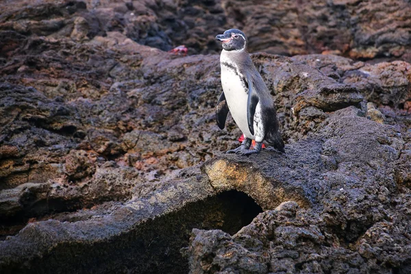 Γκαλαπάγκος πιγκουίνος στέκεται πάνω από το σωληνάριο λάβας στο Bartolome — Φωτογραφία Αρχείου