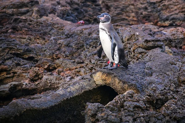 Pingüino de Galápagos parado en la cima del tubo de lava en Bartolomé — Foto de Stock