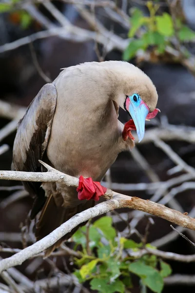 Pies rojos booby (Sula sula) aseo — Foto de Stock