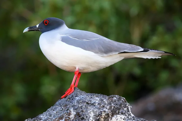 Gaivota andorinha na ilha de Genovesa, Parque Nacional das Galápagos , — Fotografia de Stock