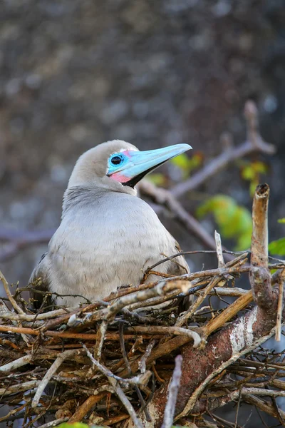 Booby à pieds rouges (Sula sula) assis sur un nid — Photo