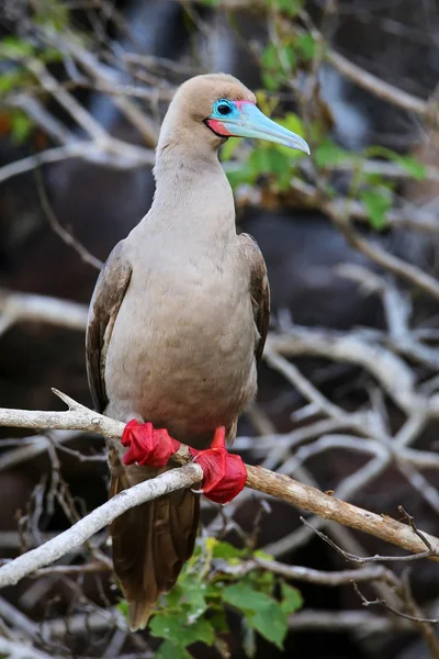 Booby de patas rojas en la isla Genovesa, Parque Nacional Galápagos, Ec — Foto de Stock