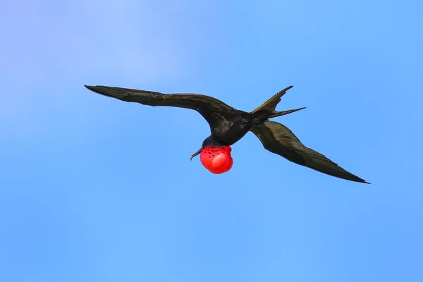 Mężczyzna wielki Frigatebird pływające w błękitne niebo, Galapagos Narodowy PA — Zdjęcie stockowe