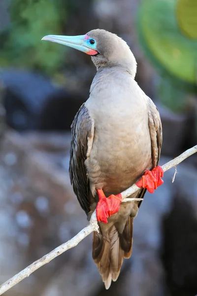 Červená footed nastražená na Genovesa ostrov, Galapagos národní Park, Ec — Stock fotografie