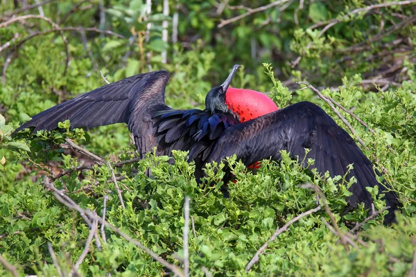 Erkek büyük Frigatebird (Fregata küçük) görüntüleme — Stok fotoğraf