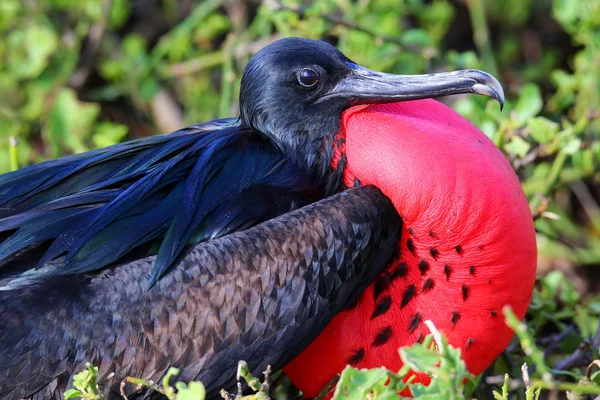 Retrato de macho Great Frigatebird — Foto de Stock