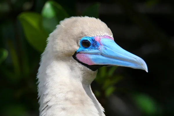 Retrato de Booby de patas rojas (Sula sula ) — Foto de Stock