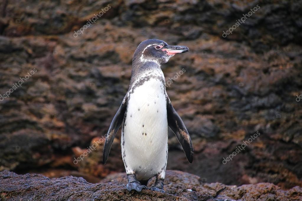 Galapagos Penguin standing on rocks, Bartolome island, Galapagos Stock