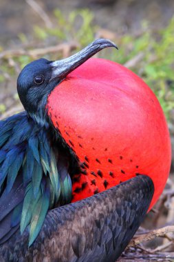 Erkek büyük Frigatebird Genovesa Adası, Galapagos Ulusal Pa