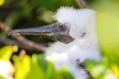 Kırmızı ayaklı bubi civciv, Genovesa adasında, Galapagos Ulusal P