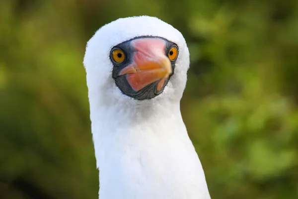 Retrato de Nazca Booby (Sula granti ) — Fotografia de Stock