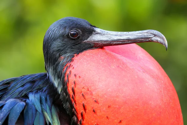 Retrato de macho Great Frigatebird — Foto de Stock
