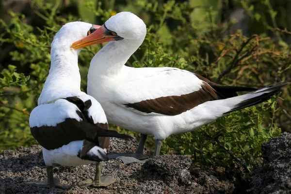 Nazca Peitos (Sula granti) preening uns aos outros — Fotografia de Stock