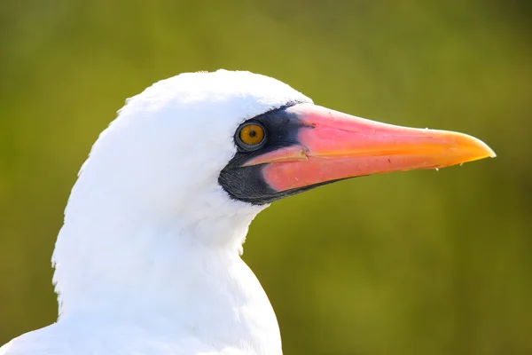 Retrato de Nazca Booby (Sula granti ) — Fotografia de Stock