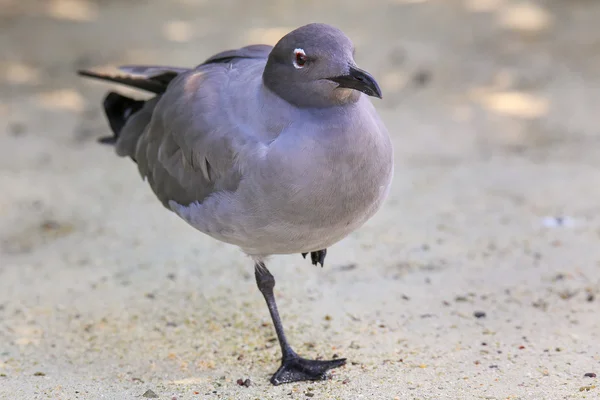 Lava Gull on Genovesa Island, Galapagos National Park, Ecuador — Stock Photo, Image