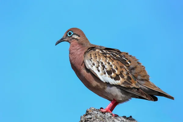 Galapagos Dove on Genovesa Island, Galapagos National Park, Ecua — Stock Photo, Image