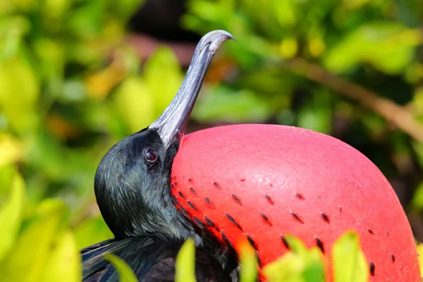 Retrato de Grande Frigatebird masculino — Fotografia de Stock