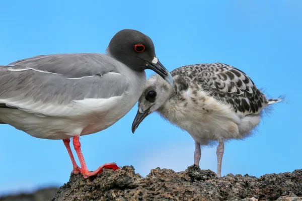 Swallow-tailed Gull with a chick on Genovesa island, Galapagos N — Stock Photo, Image