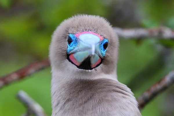 Retrato de Booby de patas rojas (Sula sula ) — Foto de Stock