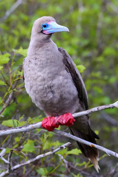 Booby dai piedi rossi sull'isola di Genovesa, Parco Nazionale delle Galapagos, Ec — Foto Stock