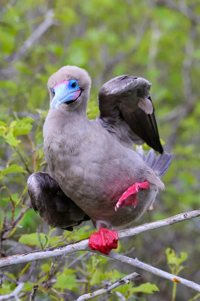 Booby dai piedi rossi sull'isola di Genovesa, Parco Nazionale delle Galapagos, Ec — Foto Stock