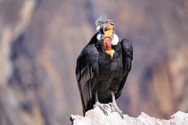 Andean Condor sitting at Mirador Cruz del Condor in Colca Canyon clipart