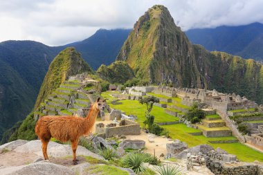 Peru Machu Picchu ayakta Lama göz ardı