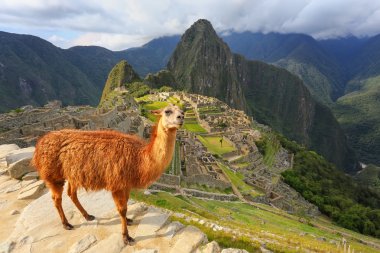 Peru Machu Picchu ayakta Lama göz ardı