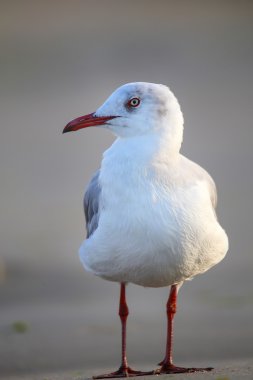Paracas Bay, Peru 'da bir sahilde gri başlı martı.