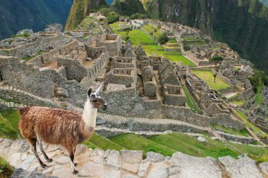 Peru Machu Picchu ayakta Lama göz ardı