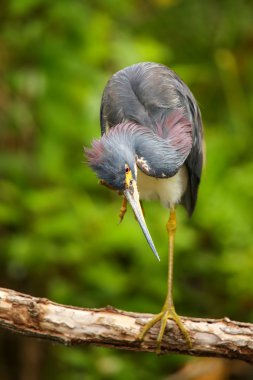 Kaşıntı tricolored balıkçıl