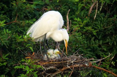 Büyük Egret (ardea alba)