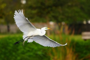 Uçan Akbalıkçıl (Ardea alba)