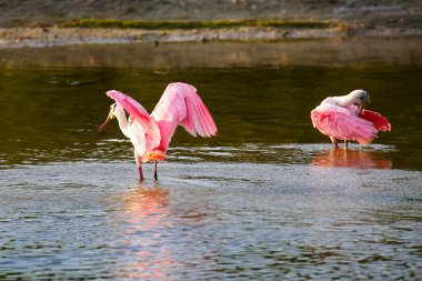 pembe kaşıkçı (platalea ajaja)