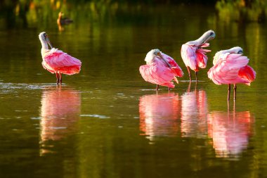 Pembe Spoonbills (Platalea ajaja)